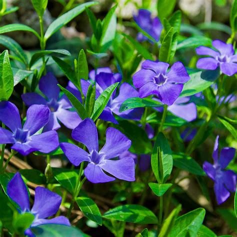 Amazon.com : 100 Pcs Seeds Vinca Minor Seeds Evergreen Ground Cover ...