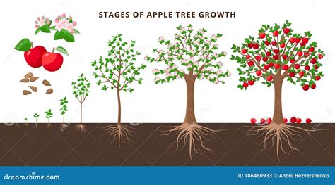 Life Cycle Of Apple Tree