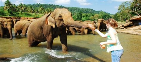 PINNAWALA ELEPHANT ORPHANAGE (TOURS NO 08) ~ ONE DAY TOURS