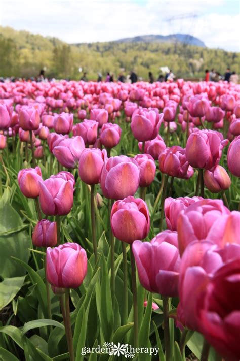 Tips to Tiptoe Your Way Through a Tulip Festival - Garden Therapy