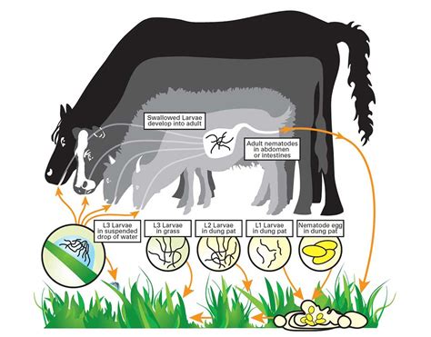 Nematode life cycle in grazing animals