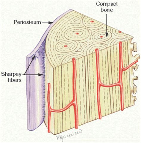 Basic Science of Bone | Basicmedical Key