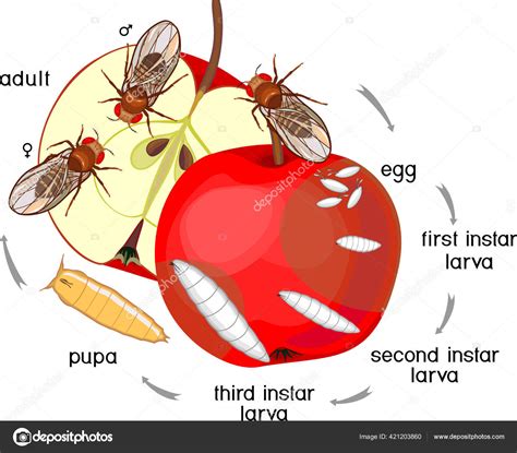 Drosophila Melanogaster | lupon.gov.ph