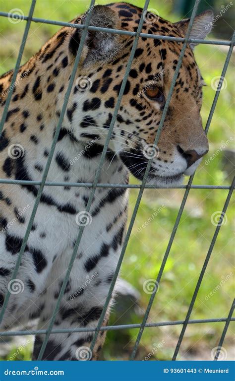 Jaguar cub stock image. Image of jaguar, cute, baby, large - 93601443