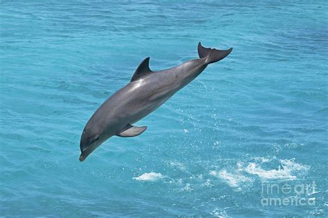 Jumping Bottlenose Dolphin Photograph by Dave Fleetham - Printscapes - Pixels