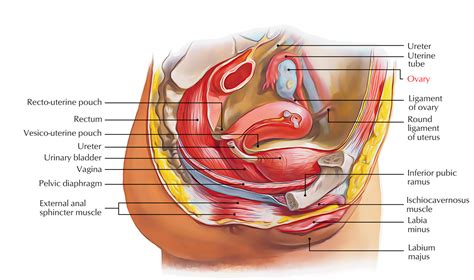 Easy Notes On 【Ovaries】Learn in Just 4 Minutes!