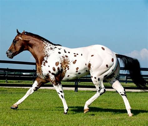 Appaloosa stallion, Secret Colors. photo: Cheri Prill. | Appaloosa horses, Beautiful horses ...