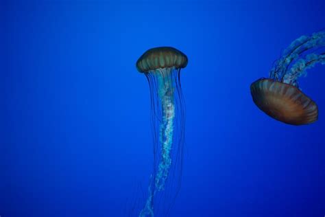 Premium Photo | Jellyfish at toronto ripleys aquarium