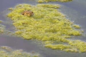 7 Signs of an Unhealthy Pond - Water Garden Advice