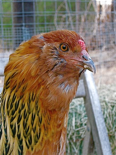 Tulip the Ameraucana Has Passed Away - Raising Chickens The Hen Blog - Ameraucana Ameraucana has ...