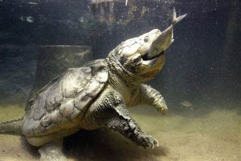 Alligator snapping turtle – powerful jaws | DinoAnimals.com