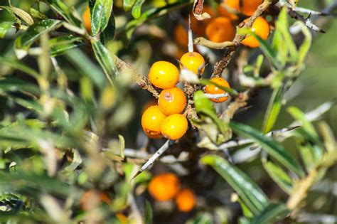 Learn About Sea Buckthorn Berries: Nutrition, Benefits, & More ...