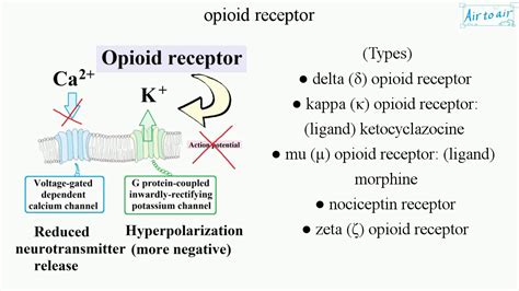 opioid receptor (English) - Medical terminology for medical students ...