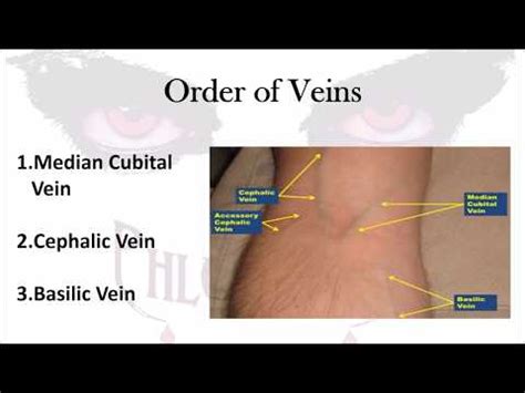 Phlebotomy Veins Diagrams