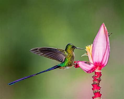 Green and purple hummingbird perched on pink flower HD wallpaper ...