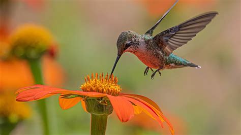 Hummingbirds are naturally attracted to the color red because red ...