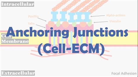 Anchoring junctions (Cell-ECM) - YouTube