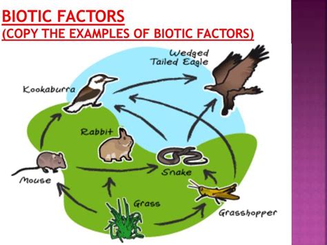 PPT - -Biotic - Abiotic -Tropism -Limiting Factors PowerPoint ...