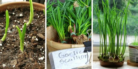 How to Grow Garlic Indoors in Containers