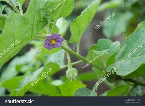 Solanum Xanthocarpum Eggplant Flower Flowering Bouquet Stock Photo 789111352 | Shutterstock