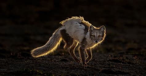 Wildlife Photographer Of The Year | Hello Auckland - Hello Auckland