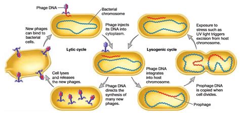 Transduction in Bacteria - Javatpoint