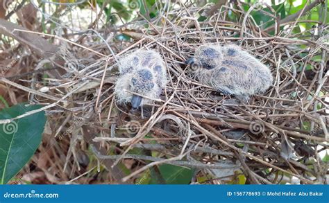 Greater Coucal Chicks in Their Nest Stock Image - Image of chicks ...