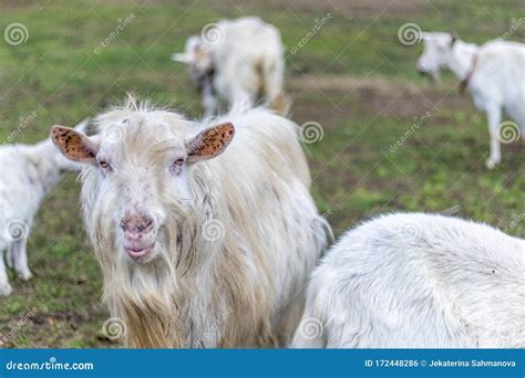 The Domestic Male Goat Called Buck or Billy on the Green Agricultural ...