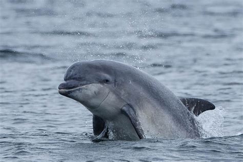 Chanonry Point and Swallows Den, Fortrose (Walkhighlands)