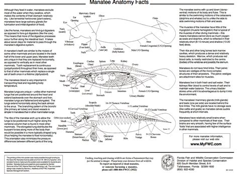 About the Comic – Man versus Manatee