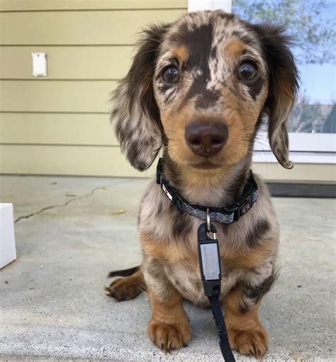 49+ Miniature Longhaired Dachshund Breeders Pic - Bleumoonproductions