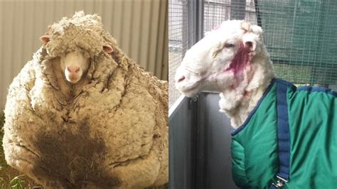 Wool world record: 40kg fleece shorn off overgrown sheep in Canberra, RSPCA says - ABC News