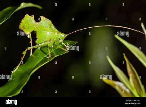 An exceptionally well-camouflaged katydid, resembling a chewed leaf. This is an excellent ...