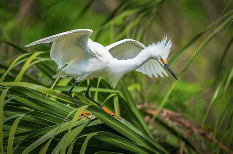 Snowy Egret St Augustine Florida Wildlife Nature Photography Photograph ...