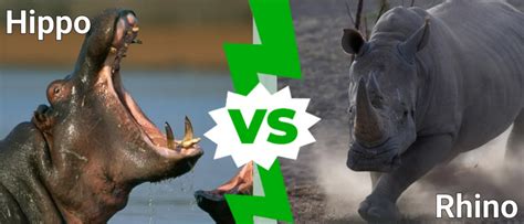 Rhino vs. Hippo: Differences & Who Wins in a Fight - IMP WORLD