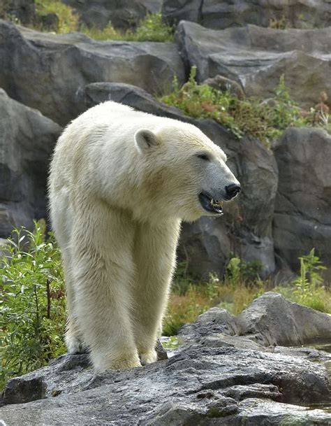 190+ Polar Bear Names: The Most Adorable Names for Baby Polar Bears