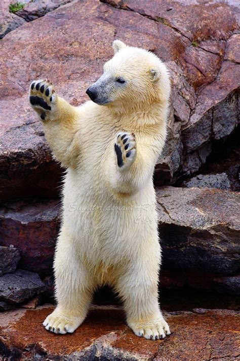 17 Best images about Real Polar Bears on Pinterest | Take action, Mothers and Baby polar bears