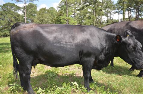 2 - Registered Black Angus Cows - Texas