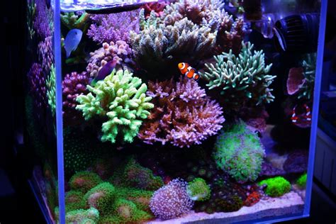 Fajarv: Ultimate Nano Reef Tank