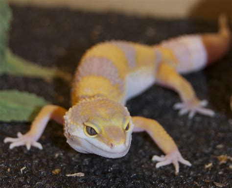 NE England - Tangerine Albino Leopard gecko (LEEDS) | Reptile Forums