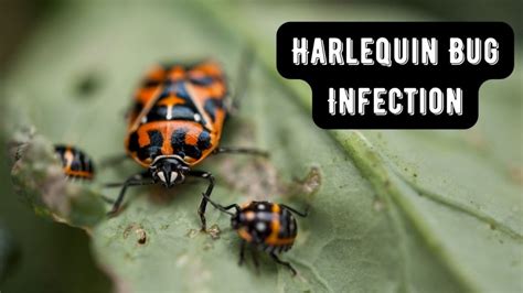 Harlequin Bug Control: 11 Organic Methods (Works Overnight)