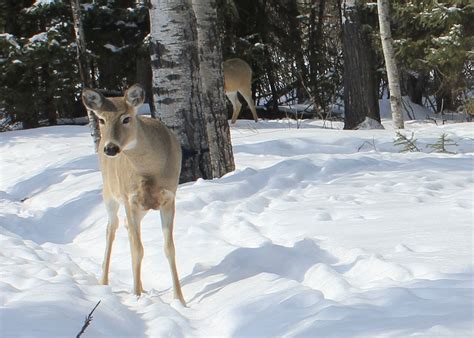 Deer in Winter | ABMI Blog