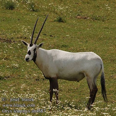 Oryx leucoryx Arabian Arabisk Arabie Arabische beisa Orice d'Arabia arab bejza Weisse Weiße ...