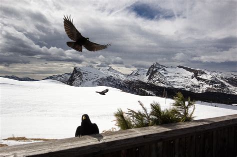 Ravens Snow Mountain - Free photo on Pixabay - Pixabay