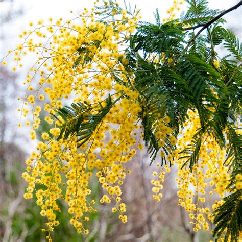 Acacia dealbata - mimosa | Australian plants, Mimosa flower, Trees to plant