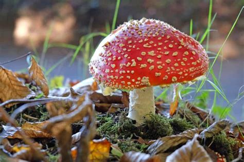 Amanita Muscaria: Effects, Dosage, Benefits - Galaxy Treats