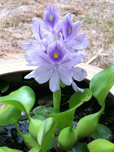 purple flowers are growing out of the water in a pot with green leaves on the ground