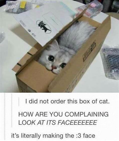 A Box Of Cat Pictures, Photos, and Images for Facebook, Tumblr ...