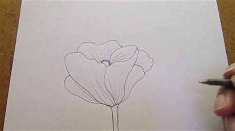 How To Draw A Poppy