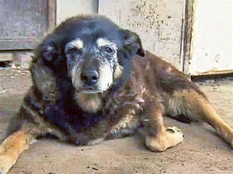 World’s ‘oldest dog’ aged 30 dies in Australia | Oceania – Gulf News